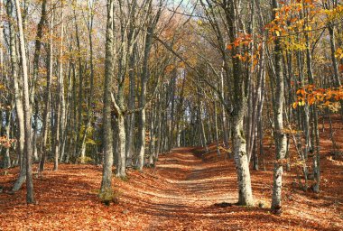 Sakin Kasım sabahları ve güzel doğal yerlerde büyüleyici bir yürüyüş.