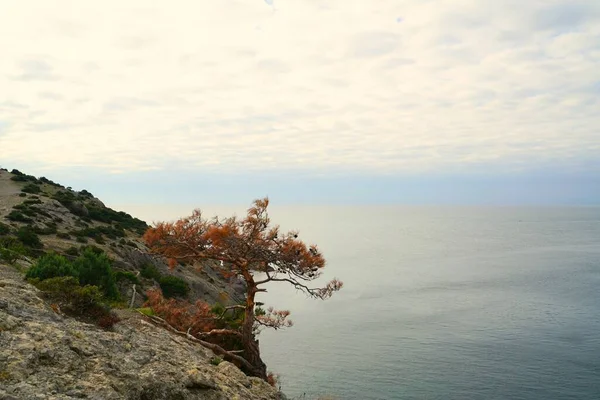 Novembre Mattina Dolce Sulla Riva Del Mare Accogliente Baia Circondata — Foto Stock