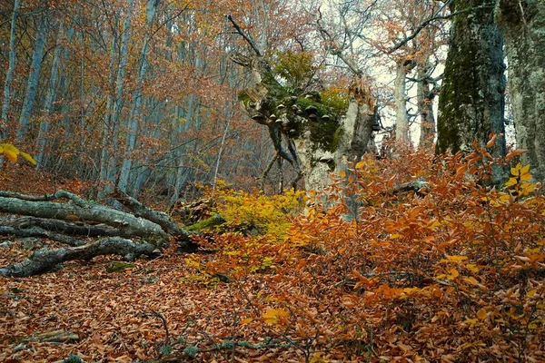 Calm November Mornings Fascinating Hike Beautiful Natural Locations — Stock Photo, Image
