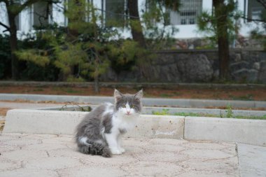 Ilık bir sonbahar günü ve sehir setinde sevimli kediler