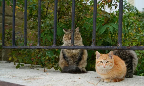 Meleg Őszi Nap Aranyos Macskák Város Töltésén — Stock Fotó