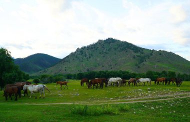 Yaz manzarası ve at otlağında akşam