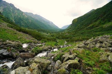 Yaz yürüyüşü ve Barguzin Vadisi 'ndeki muhteşem manzara.