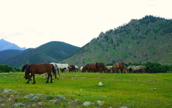 Paisagem Verão Noite Pasto Cavalo — Fotografia de Stock