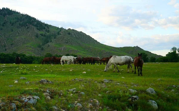 Letní Krajina Večer Koňské Pastvě — Stock fotografie