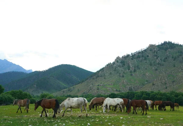 Summer Landscape Evening Horse Pasture — Stock Photo, Image