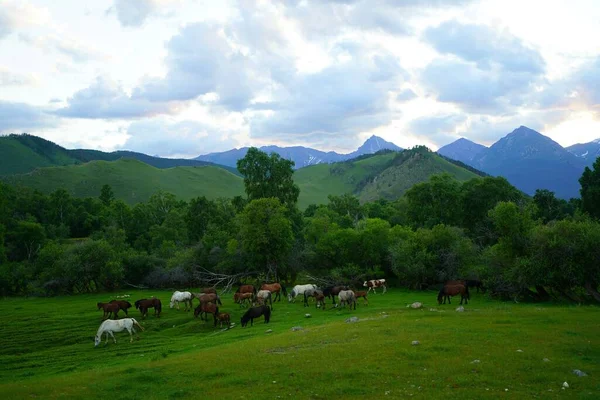 Paisaje Verano Noche Pastos Caballos — Foto de Stock