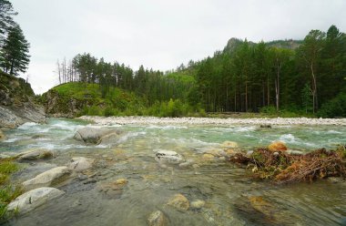 Kasvetli yaz sabahı ve dağ nehrinin hızlı akışı Alla