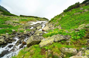 Yakriy yaz manzarası ve Barguzin vadisinde gezinti