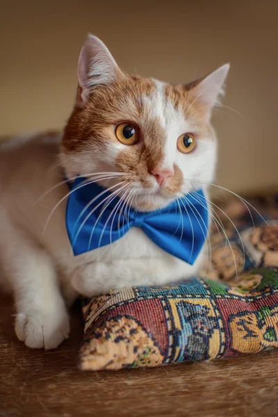 Masada poz veren papyonlu rufous kedi