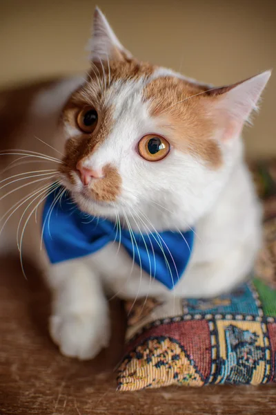 Kedi bekliyor