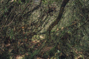 Yosunlu orman, Cameron Highlands.