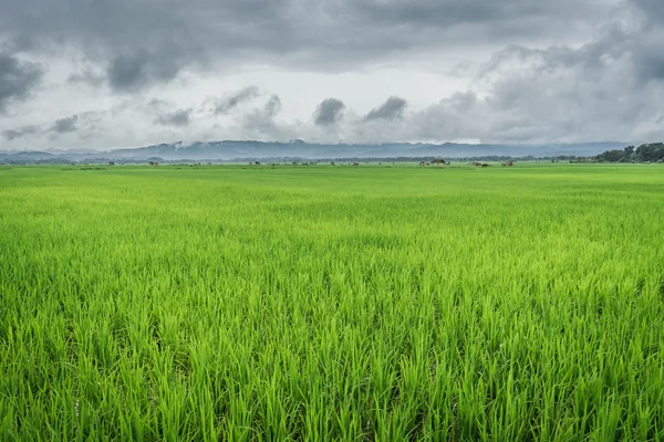 Yeşil Paddy alanları, yeşil çim pirinç alan, Laos