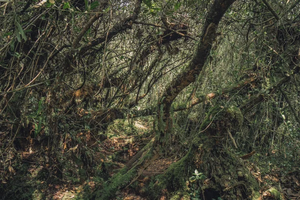 Yosunlu orman, Cameron Highlands.