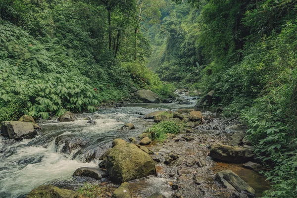 Orman creek, küçük çalışan orman Nehri