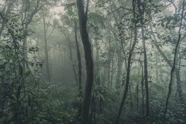 Moosiger Wald, neblig nebliger Waldblick, Kamerun Hochland, Malaien — Stockfoto