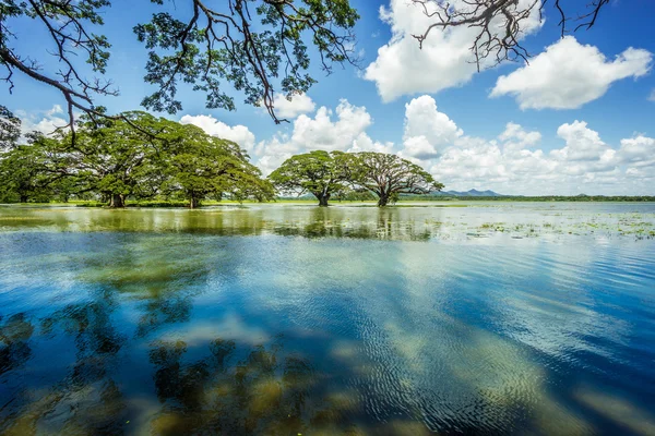 Ağaçta bir göl, ayna göl yansıma ağaç, geniş ağaçlar, Sri La