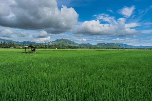 Pirinç çeltik alan, yeşil Teras yalnız ev rive