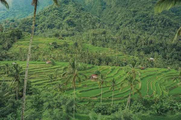 Pirinç çeltik tarlaları, art arda sıralı pirinç Teras