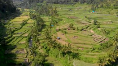 Mahagiri insansız hava aracı görüşü yakınındaki Aerial Rice terasları. Bali, Endonezya.