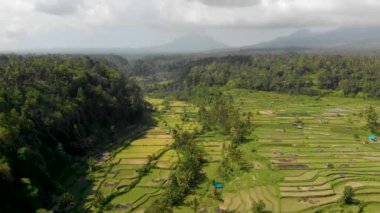 Mahagiri insansız hava aracı görüşü yakınındaki Aerial Rice terasları. Bali, Endonezya.