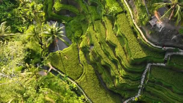 Letecké rýže terasy Tegalalang drone pohled. Bali, Indonésie. — Stock video