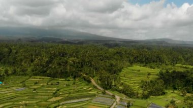 Mahagiri insansız hava aracı görüşü yakınındaki Aerial Rice terasları. Bali, Endonezya.