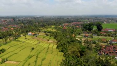 Mahagiri insansız hava aracı görüşü yakınındaki Aerial Rice terasları. Bali, Endonezya.