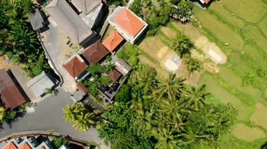 Mahagiri insansız hava aracı görüşü yakınındaki Aerial Rice terasları. Bali, Endonezya.