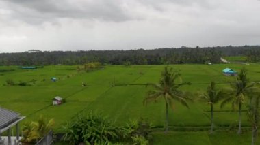 Mahagiri insansız hava aracı görüşü yakınındaki Aerial Rice terasları. Bali, Endonezya.