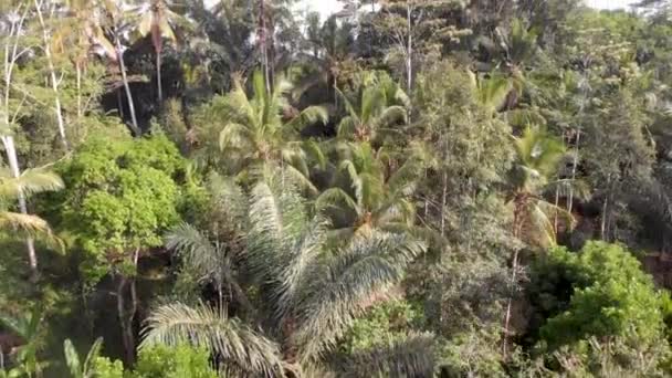 Drone aéreo vista selva tropical com palmeiras e campos de arroz — Vídeo de Stock