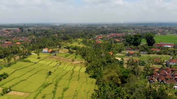 Terrazas aéreas de arroz cerca de Mahagiri vista del dron. Bali, Indonesia. — Vídeos de Stock