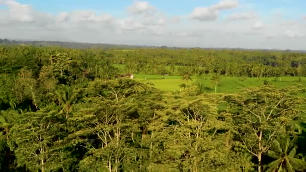 Vista aérea del dron selva tropical con palmeras y campos de arroz — Vídeos de Stock