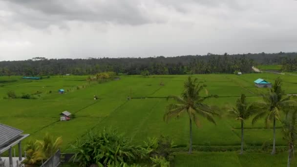 Terraços aéreos de arroz perto da vista do drone Mahagiri. Bali, Indonésia. — Vídeo de Stock