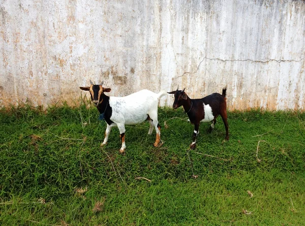 Twee schattige blanck en witte geiten op de boerderij — Stockfoto