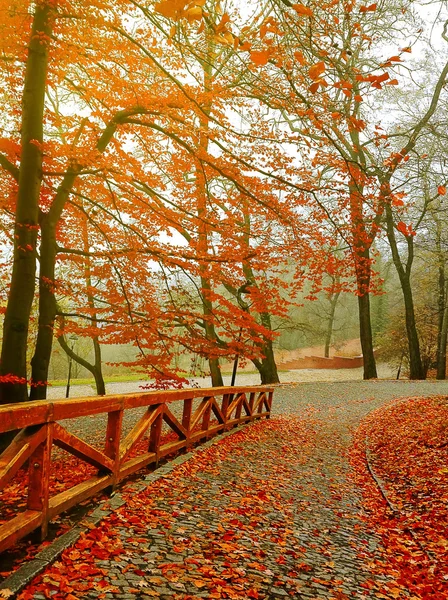 Autumn. Fall scene. Beautiful Autumnal park. Beauty nature scene