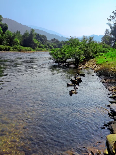 Güzel şarkı nehir manzarasına ördekler, ağaçlar ve dağ — Stok fotoğraf