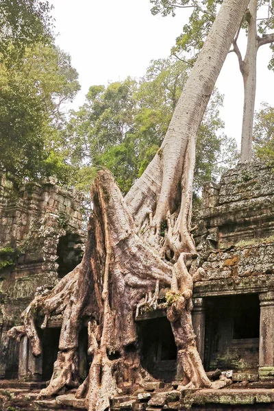 Ağaçları ile büyümüş şaşırtıcı Ta Prohm Tapınağı. 