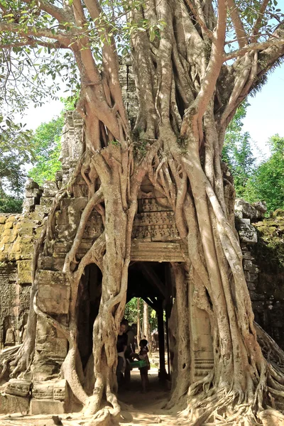Velkolepé fíkovník Ficus religiosa — Stock fotografie