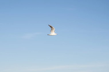 flying seagull against the blue sky with white clouds. seagull flying in the blue sky.