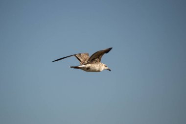 Martı gökyüzünde uçuyor.