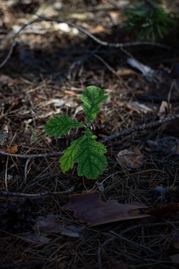 Ormanda küçük bir meşe ağacı yetişiyor..