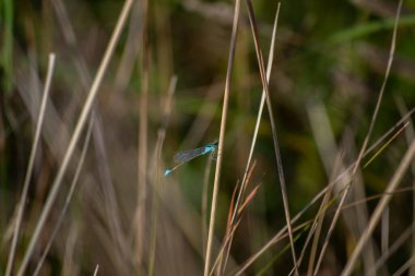 Mavi bir yusufçuk kuru bir dala oturur..