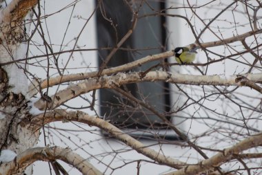 a tit on the tree