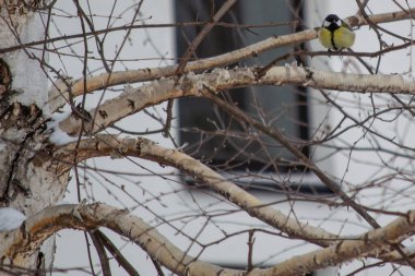 the tit on the tree in winter. winter landscape.