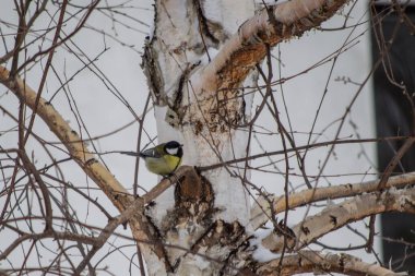 a tit on the tree