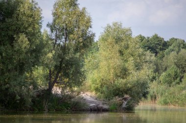Ağaçları ve ormanı olan bir nehir manzarası