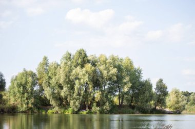 Yazın ormanda bir ağaçla gölün manzarası.