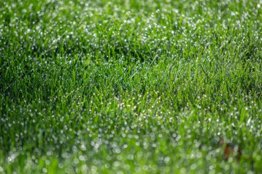 Bahçedeki yeşil çimenler