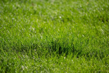 yeşil çimen dokusu arkaplanı